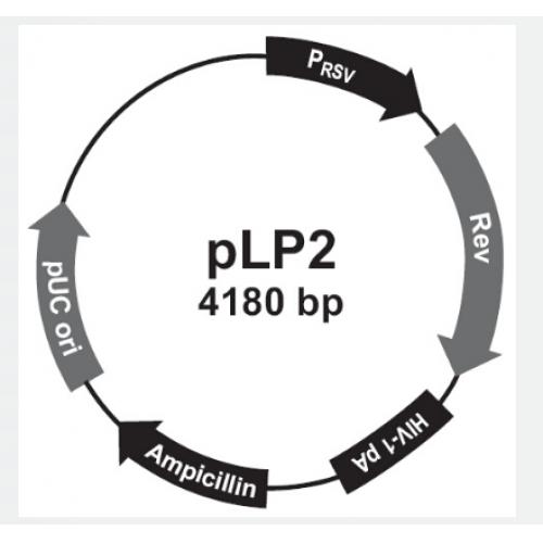 pLp2