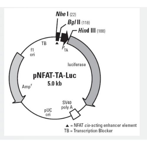 pNFAT-TA-Luc