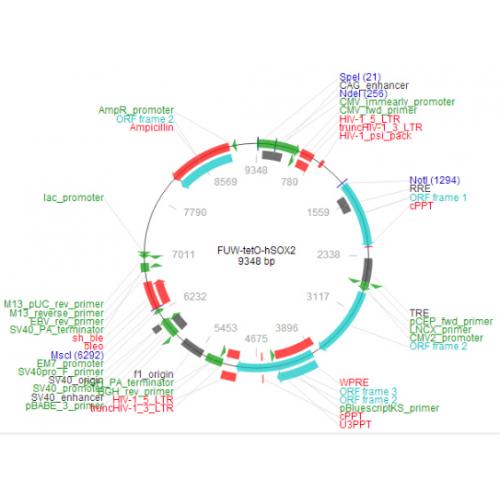 FUW-tetO-hSOX2