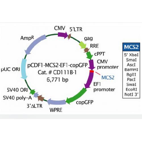 pCDF1-MCS2-EF1-copGFP