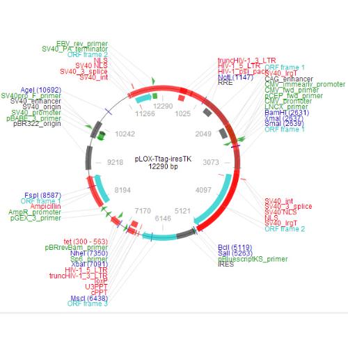 pLOX-Ttag-iresTK