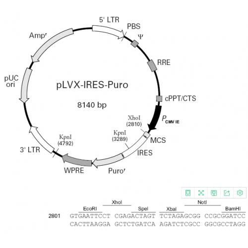 pLVX-IRES puro M