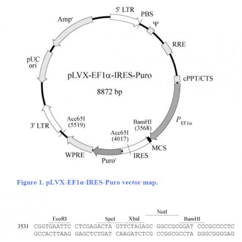 pLVX-EF1α-IRES puro M