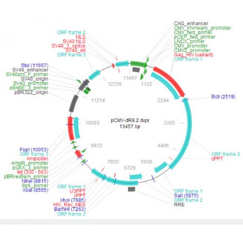 pCMV-dR8.2-dvpr