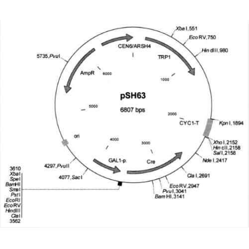 pSH63