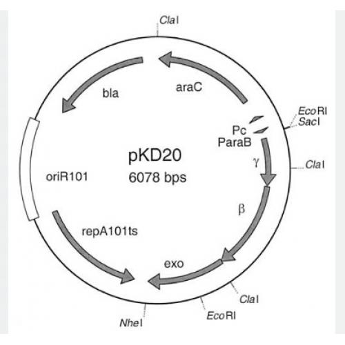 pKD20