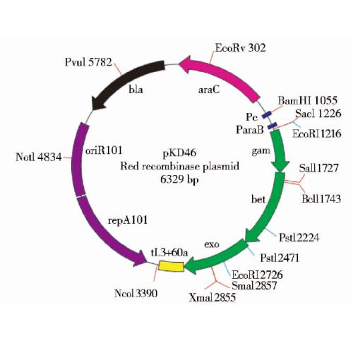 pKD46