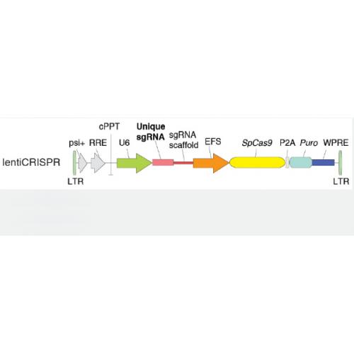 Lenti-CRISPR library