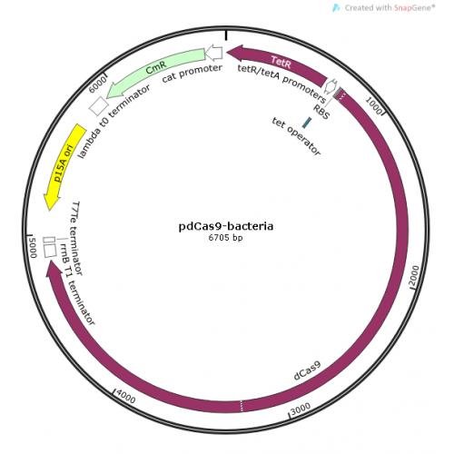 pdcas9-bacterial