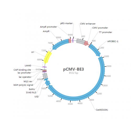 pCMV-BE3