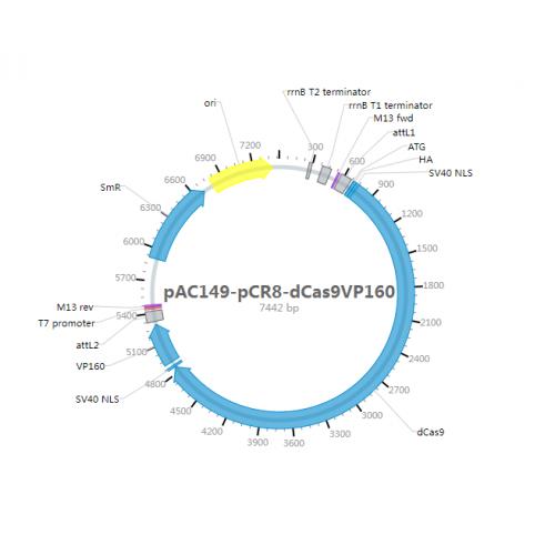 pAC149-pCR8-dCas9VP160