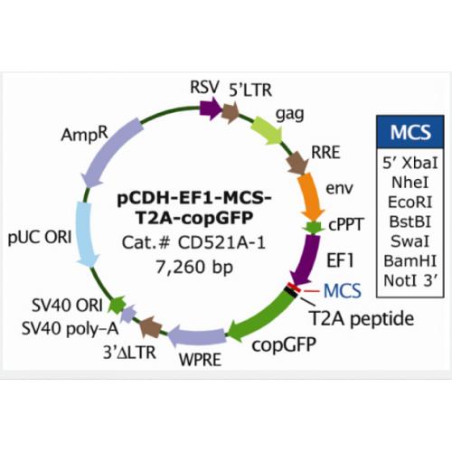 pCDH-EF1-MCS-T2A-copGFP