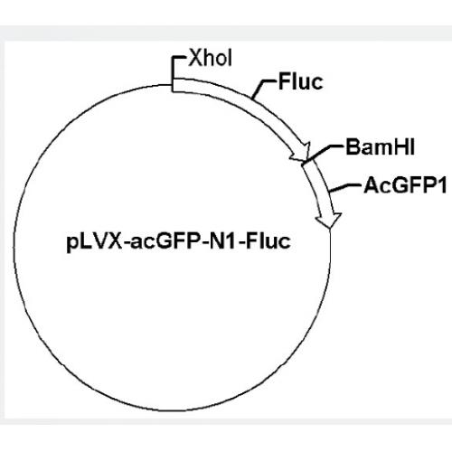 pLVX-acGFP-N1-Fluc