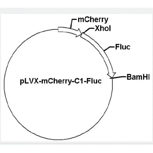 pLVX-mCherry-C1-Fluc