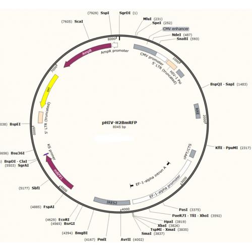 pHIV-H2BmRFP