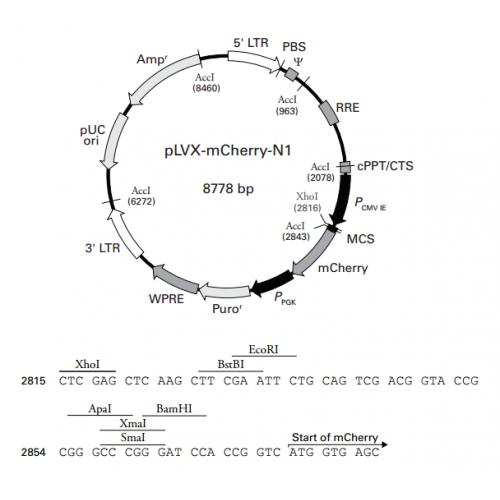 pLVX-mCherry-N1