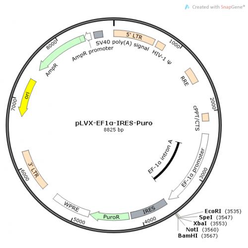 pLVX-EF1α-IRES-puro