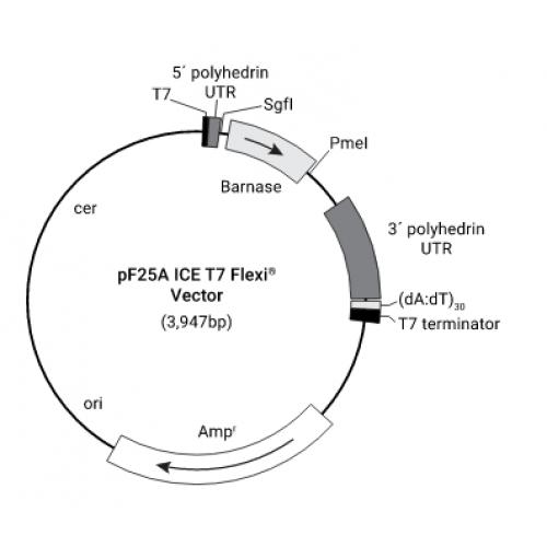 pF25A ICE T7 Flexi Vector