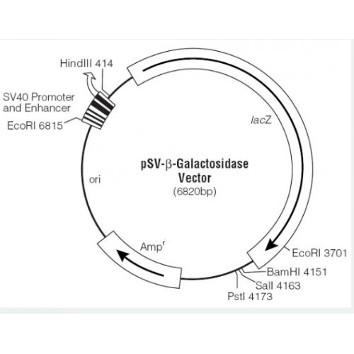 pSV-β-Galactosidase