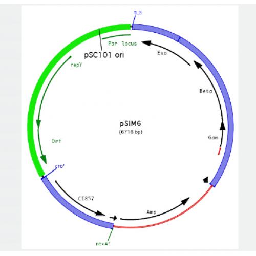 pSIM6