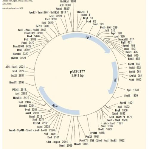 pACYC177