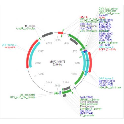 pBiFC-VN173