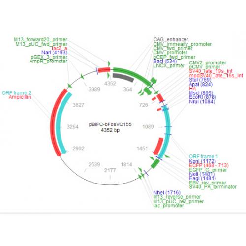 pBiFC-bFosVC155