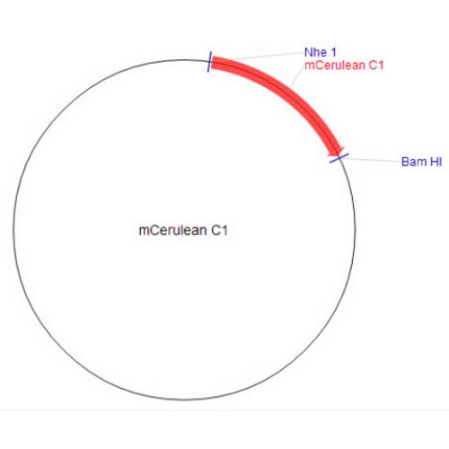 mCerulean-C1