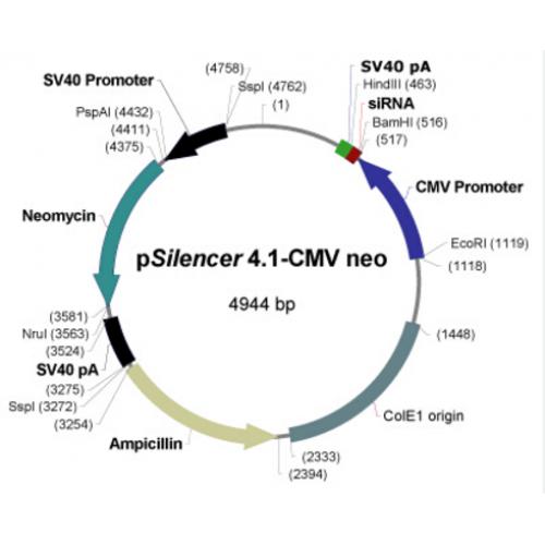 pSilencer 4.1-CMV neo