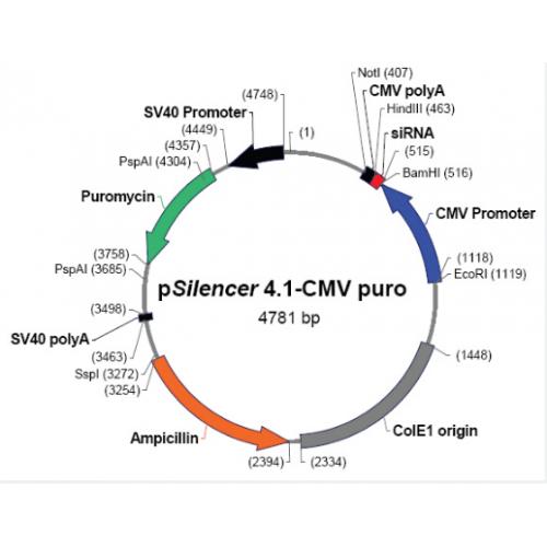 pSilencer 4.1-CMV puro