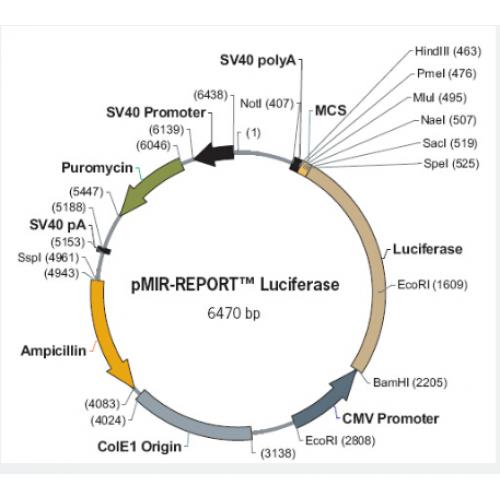 pMIR-REPORT Luciferase