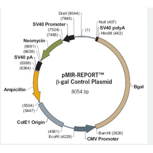 pMIR-REPORT β-gal Control