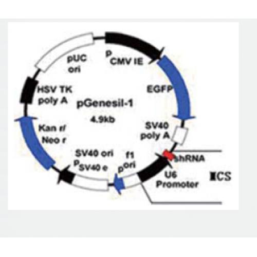 pGenesil-1