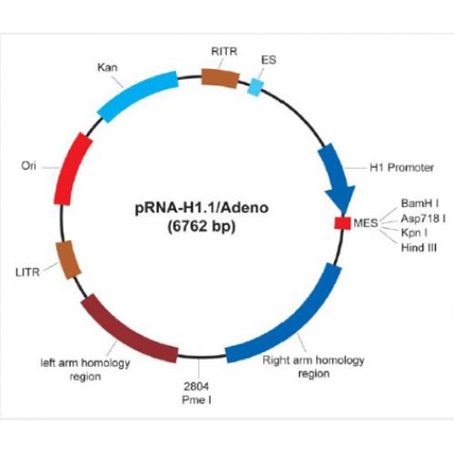 pRNA-H1.1/Adeno