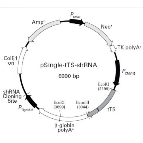 pSingle-tTS-shRNA