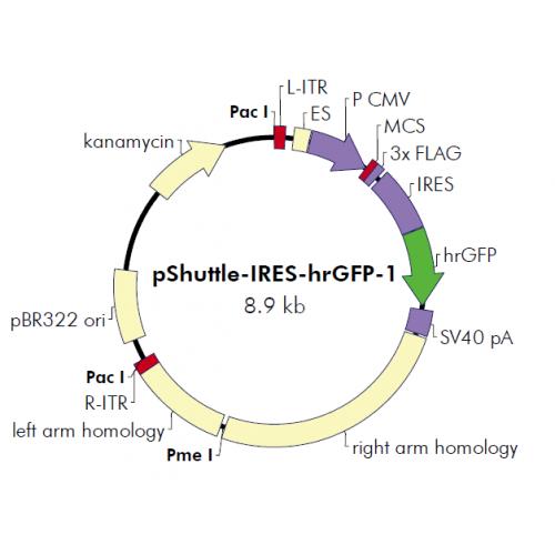 pShuttle-IRES-hrGFP-1