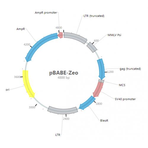 pBABE-zeo