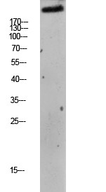 mTOR Phospho Ser2448 Antibody