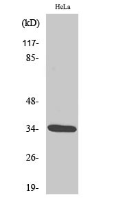 Cdk2 phospho Thr160 Polyclonal Antibody