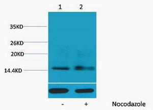 Histone H1 Phospho Ser1 Polyclonal Antibody