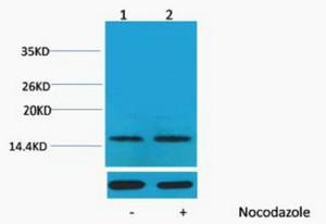 Histone H1 Phospho Thr17 Polyclonal Antibody