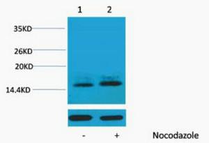 Histone H1 Phospho Thr3 Polyclonal Antibody