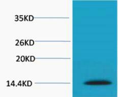 Histone H2A.X Phospho Ser139 Polyclonal Antibody