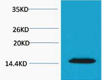 Histone H2A.X Phospho Thr120 Polyclonal Antibody