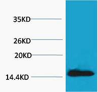 Histone H2A.X Phospho Tyr142 Polyclonal Antibody