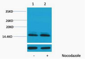 Histone H2B Phospho Ser14 Polyclonal Antibody