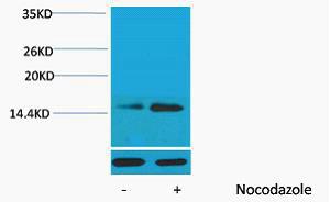 Histone H2B Phospho Ser32 Polyclonal Antibody