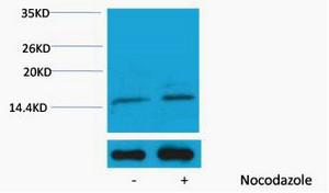 Histone H3 Phospho Ser10 Polyclonal Antibody