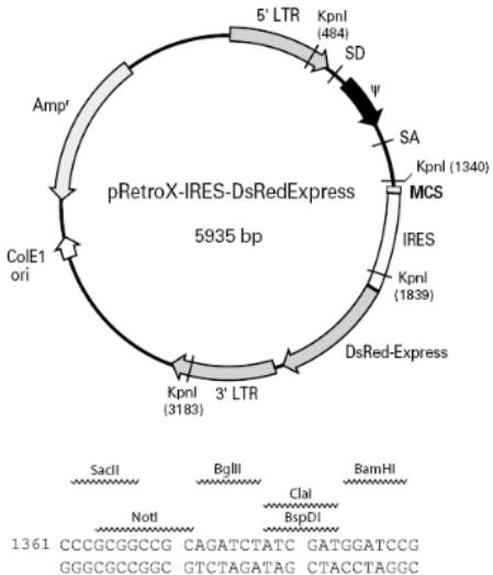 pRetroX-IRES-DsRed Express