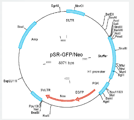 pSuper retro GFP-neo